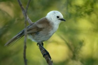 Pistec belohlavy - Mohoua albicilla - Whitehead - popokatea 5729